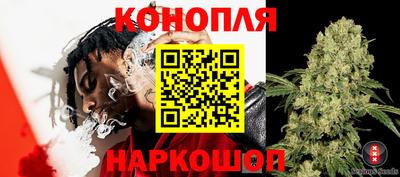 крисы Аргун